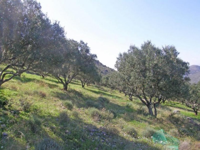 Kavousi Kreta, Tholos: Grundstück mit Baugenehmigung und herrlichem Meerblick zu verkaufen Grundstück kaufen